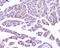 Eva-1 Homolog A, Regulator Of Programmed Cell Death antibody, A11580-1, Boster Biological Technology, Immunohistochemistry paraffin image 