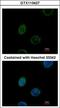 Emerin antibody, GTX113427, GeneTex, Immunofluorescence image 