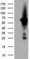 Adenylate Kinase 5 antibody, LS-C115582, Lifespan Biosciences, Western Blot image 