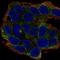 Elf1 antibody, HPA067567, Atlas Antibodies, Immunofluorescence image 