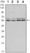 SMAD Family Member 6 antibody, GTX82781, GeneTex, Western Blot image 