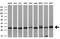 VAMP Associated Protein A antibody, MA5-27085, Invitrogen Antibodies, Western Blot image 