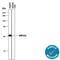 Aldo-keto reductase family 1 member C1 antibody, MAB6529, R&D Systems, Western Blot image 