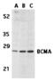 TNF Receptor Superfamily Member 17 antibody, 40206, QED Bioscience, Western Blot image 