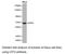 Activating Transcription Factor 2 antibody, LS-C193079, Lifespan Biosciences, Western Blot image 