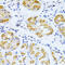 Cytochrome P450 Family 2 Subfamily E Member 1 antibody, 18-545, ProSci, Immunohistochemistry frozen image 