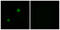 Apolipoprotein L4 antibody, LS-C119736, Lifespan Biosciences, Immunofluorescence image 