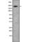 Sodium channel protein type 1 subunit alpha antibody, PA5-67968, Invitrogen Antibodies, Western Blot image 