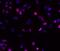 Survivin antibody, 14-9176-80, Invitrogen Antibodies, Immunocytochemistry image 