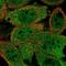 RuvB Like AAA ATPase 1 antibody, NBP1-84914, Novus Biologicals, Immunocytochemistry image 