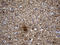 Septin 3 antibody, LS-C795845, Lifespan Biosciences, Immunohistochemistry paraffin image 