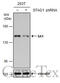 Stromal Antigen 1 antibody, GTX631989, GeneTex, Western Blot image 