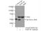TERF2 Interacting Protein antibody, 14595-1-AP, Proteintech Group, Immunoprecipitation image 