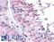 Cell Division Cycle 23 antibody, LS-B4647, Lifespan Biosciences, Immunohistochemistry paraffin image 