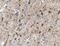 Zinc Finger Protein 124 antibody, FNab09655, FineTest, Immunohistochemistry frozen image 