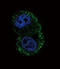 Integrin Subunit Alpha 6 antibody, abx025188, Abbexa, Flow Cytometry image 