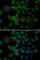 Procollagen-Lysine,2-Oxoglutarate 5-Dioxygenase 2 antibody, A6946, ABclonal Technology, Immunofluorescence image 
