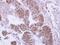 Protein Phosphatase 4 Catalytic Subunit antibody, PA5-28786, Invitrogen Antibodies, Immunohistochemistry frozen image 