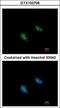 Replication factor C subunit 3 antibody, GTX103706, GeneTex, Immunocytochemistry image 