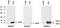 Anterior Gradient 3, Protein Disulphide Isomerase Family Member antibody, M05950, Boster Biological Technology, Western Blot image 