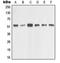 Hydroxyacylglutathione Hydrolase antibody, orb341130, Biorbyt, Western Blot image 