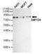 SET And MYND Domain Containing 4 antibody, STJ99208, St John