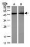 Actin Alpha Cardiac Muscle 1 antibody, LS-B10755, Lifespan Biosciences, Western Blot image 