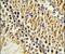 Exostosin Like Glycosyltransferase 3 antibody, PA5-26058, Invitrogen Antibodies, Immunohistochemistry paraffin image 