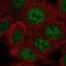 Coenzyme Q6, Monooxygenase antibody, NBP2-13860, Novus Biologicals, Immunofluorescence image 