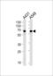 Stress Induced Phosphoprotein 1 antibody, MBS9214408, MyBioSource, Western Blot image 