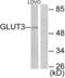 Solute Carrier Family 2 Member 3 antibody, LS-B7024, Lifespan Biosciences, Western Blot image 