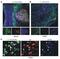 Toll Like Receptor 3 antibody, PA5-23120, Invitrogen Antibodies, Immunofluorescence image 