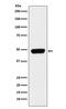 Pannexin 1 antibody, M00915, Boster Biological Technology, Western Blot image 