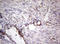 Protein C Receptor antibody, LS-C339620, Lifespan Biosciences, Immunohistochemistry frozen image 