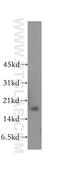 Nuclear Cap Binding Protein Subunit 2 antibody, 11950-1-AP, Proteintech Group, Western Blot image 
