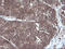 Mitogen-Activated Protein Kinase Kinase 3 antibody, LS-C337938, Lifespan Biosciences, Immunohistochemistry frozen image 