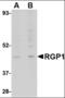 RGP1 Homolog, RAB6A GEF Complex Partner 1 antibody, orb94253, Biorbyt, Western Blot image 