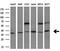 Heme Oxygenase 2 antibody, M05506, Boster Biological Technology, Western Blot image 