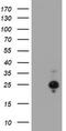 Hes Family BHLH Transcription Factor 6 antibody, LS-C175449, Lifespan Biosciences, Western Blot image 