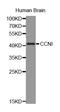 Cyclin I antibody, MBS127280, MyBioSource, Western Blot image 