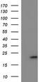 Cytochrome B-245 Chaperone 1 antibody, TA507020BM, Origene, Western Blot image 