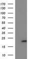 Cytochrome B-245 Chaperone 1 antibody, TA507020BM, Origene, Western Blot image 