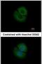 Coronin 2B antibody, PA5-30381, Invitrogen Antibodies, Immunofluorescence image 