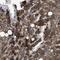 Heat Shock Protein Family A (Hsp70) Member 13 antibody, NBP1-80715, Novus Biologicals, Immunohistochemistry frozen image 