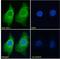 Argininosuccinate Synthase 1 antibody, LS-B3948, Lifespan Biosciences, Immunofluorescence image 