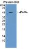 Src Kinase Associated Phosphoprotein 1 antibody, LS-C663271, Lifespan Biosciences, Western Blot image 