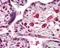 PiggyBac Transposable Element Derived 1 antibody, orb329860, Biorbyt, Immunohistochemistry paraffin image 