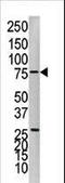 Protein Tyrosine Phosphatase Non-Receptor Type 1 antibody, LS-C100984, Lifespan Biosciences, Western Blot image 