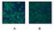 CAMP Responsive Element Binding Protein 1 antibody, ab32096, Abcam, Immunocytochemistry image 
