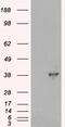 Docking Protein 5 antibody, 45-491, ProSci, Enzyme Linked Immunosorbent Assay image 